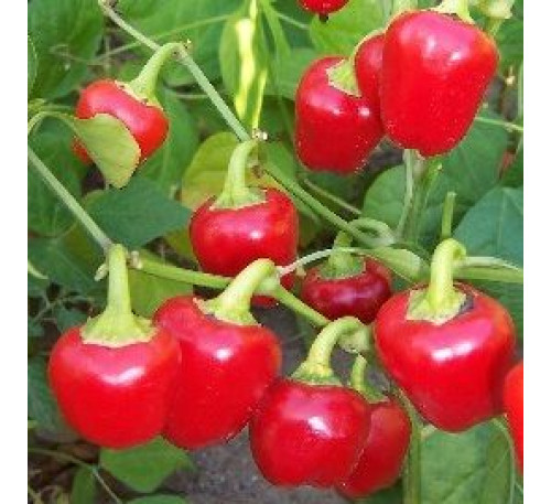 Насіння перцю cолодкого Міні Бел Бебі ред (MINI BELL BABY RED)
